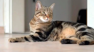 Cat pain detector: La IA japonesa que averigua si tu gato tiene algún dolor.