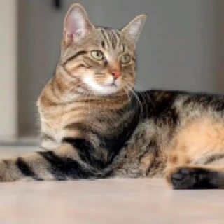 Foto de Cat pain detector: La IA japonesa que averigua si tu gato tiene algún dolor.